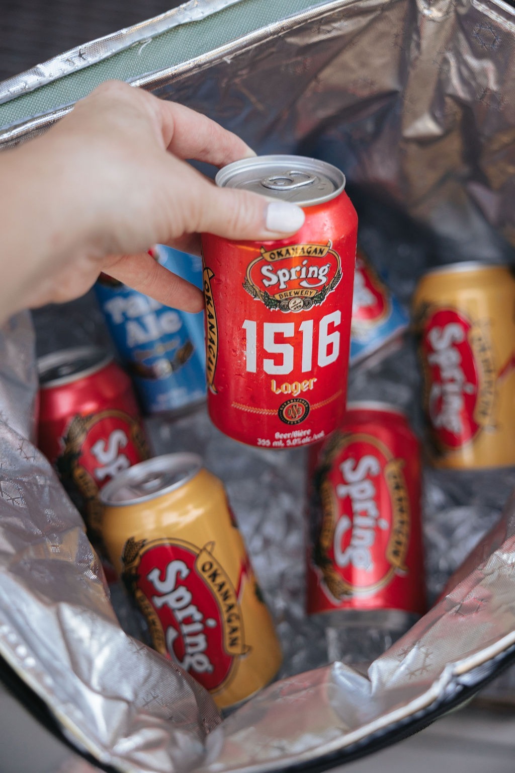 A hand holding a can of Okanagan Spring Brewery 1516 beer